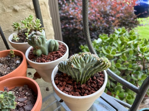 Customer photo review of Myrtillocactus Geometrizans Cristata | Blue Candle Crest Cactus