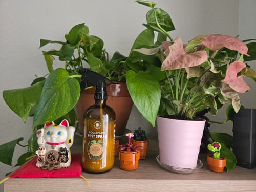 Customer photo review of Houseplant Pest Spray