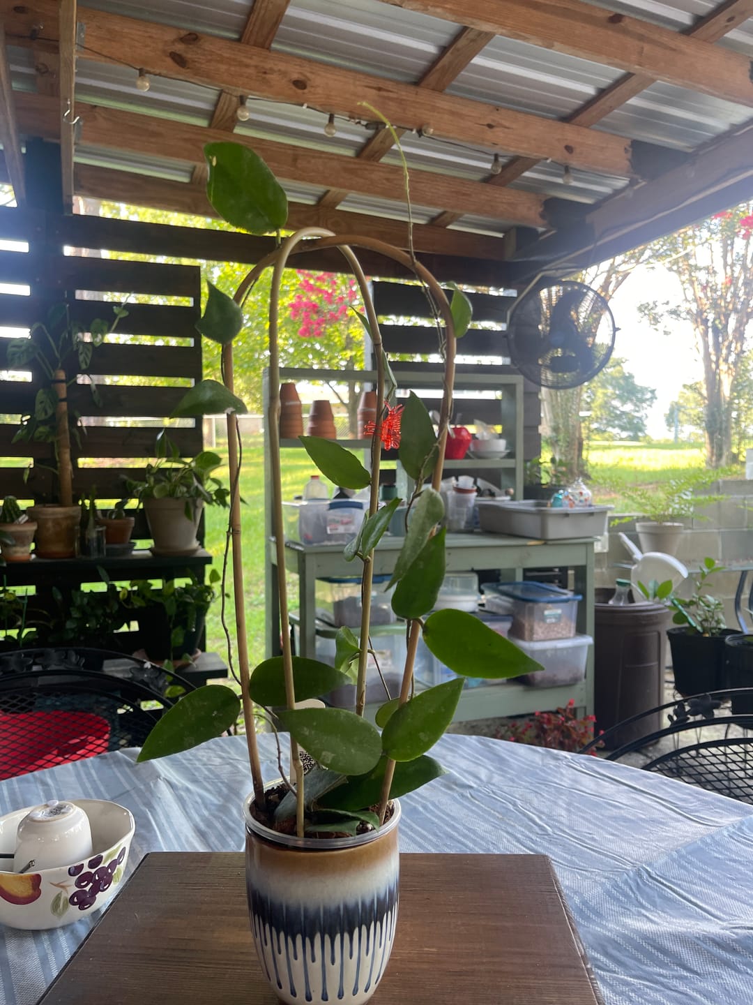 Customer photo review of Hoya caudata