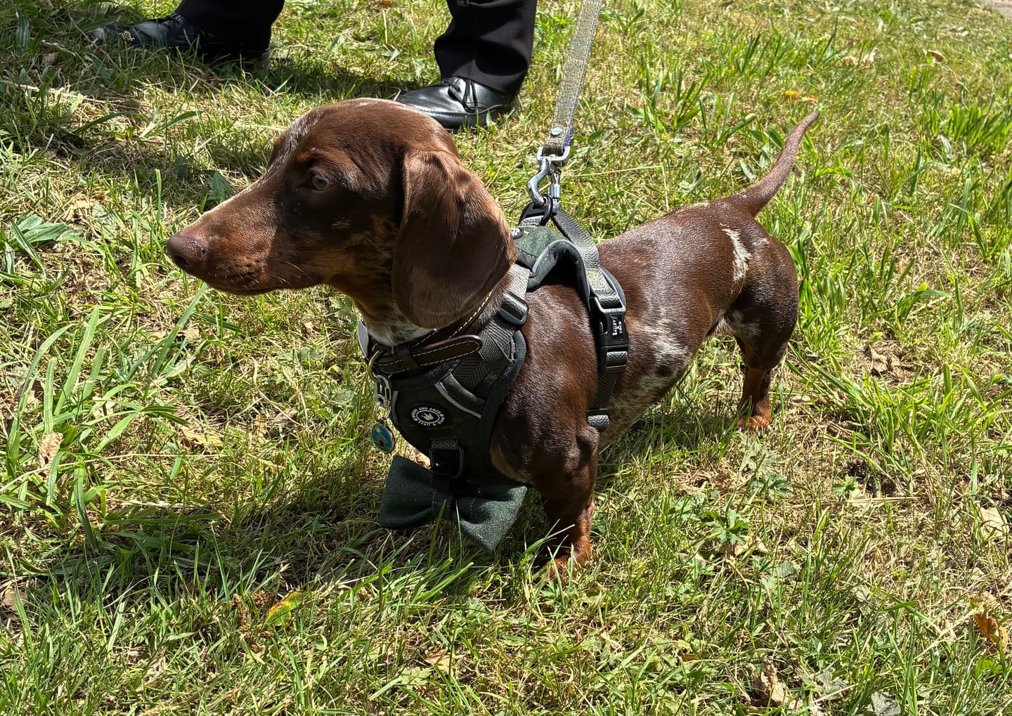 Customer photo review of Trail & Glow Tweed Dog Harness - Forest Tweed