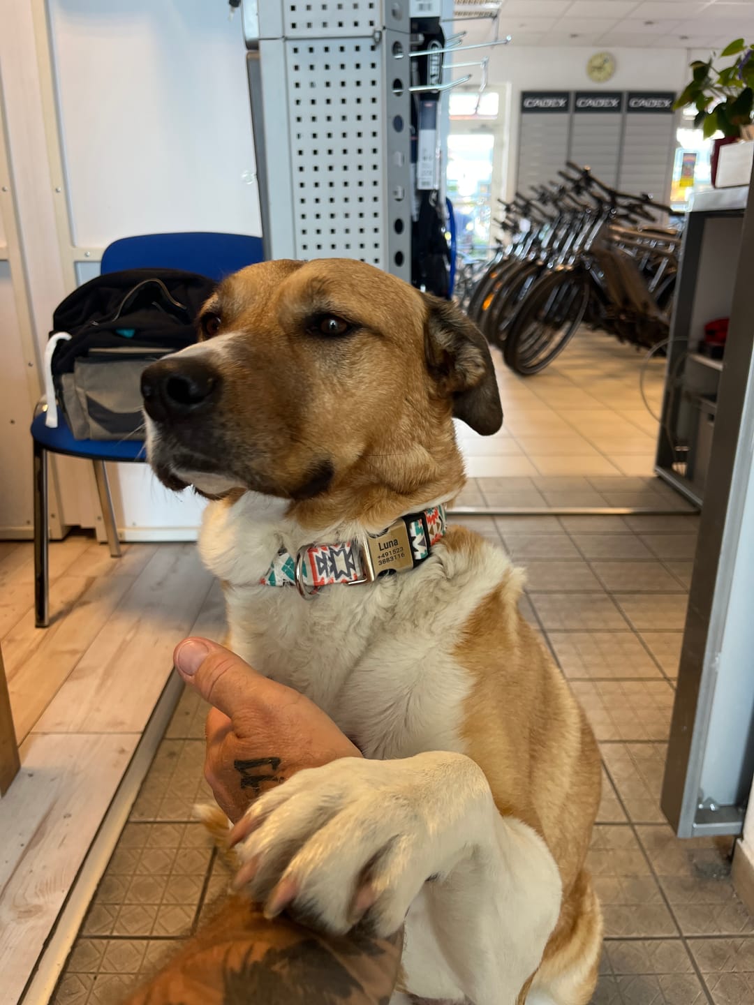 Customer photo review of Hundehalsband "Gipsy" mit Namen und Telefon graviert, Nylon Deco Style