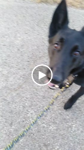 Customer video review of 5cm Combat® Collar | With Handle & Secure Clip - Lightning