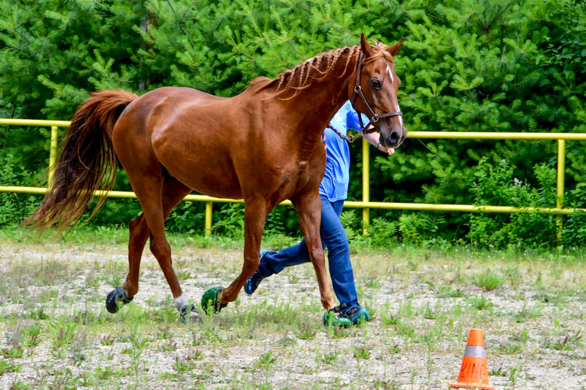 Customer photo review of Renegade® Viper Shield™ Hoof Boots - Emerald Green