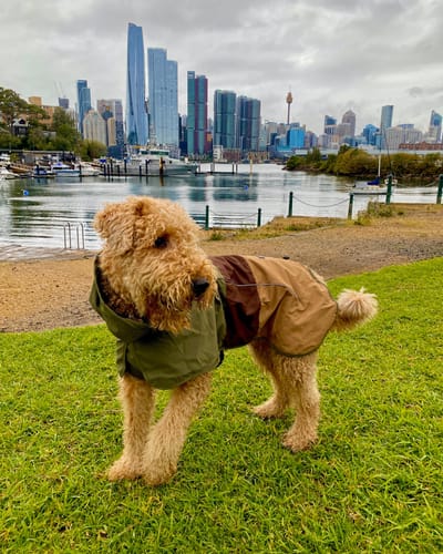 Customer photo review of Breatheshield™ Dog Raincoat - Green Brown Tan
