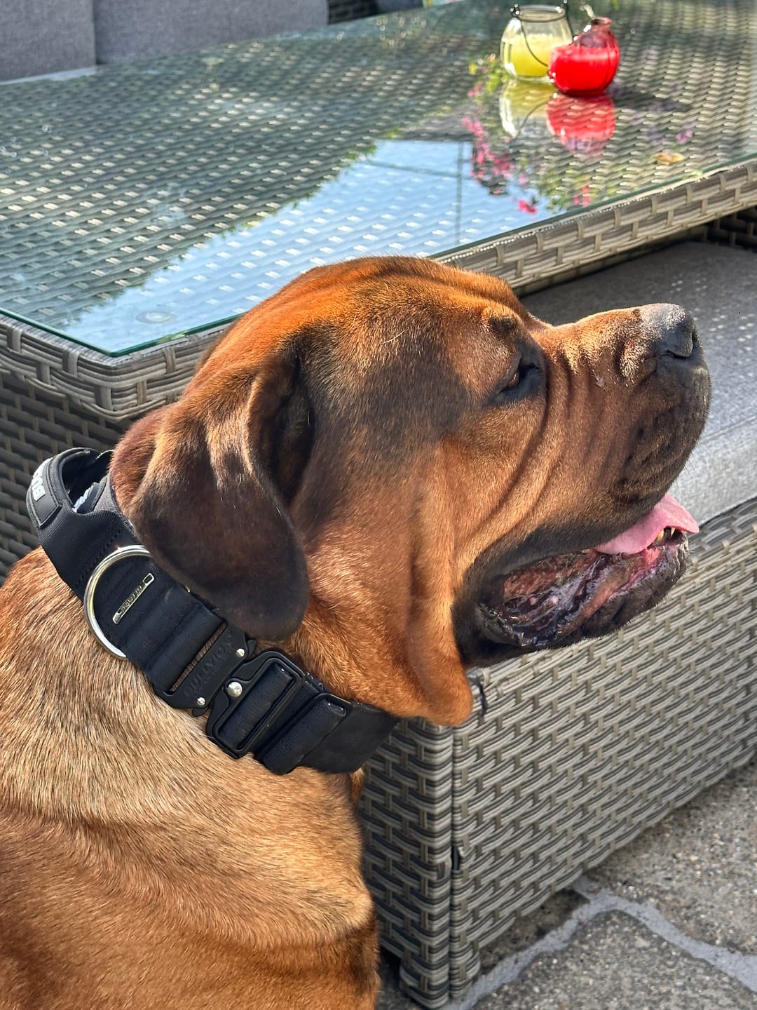 Customer photo review of ALL ACTION® COLLAR   WIDTH - 5cm