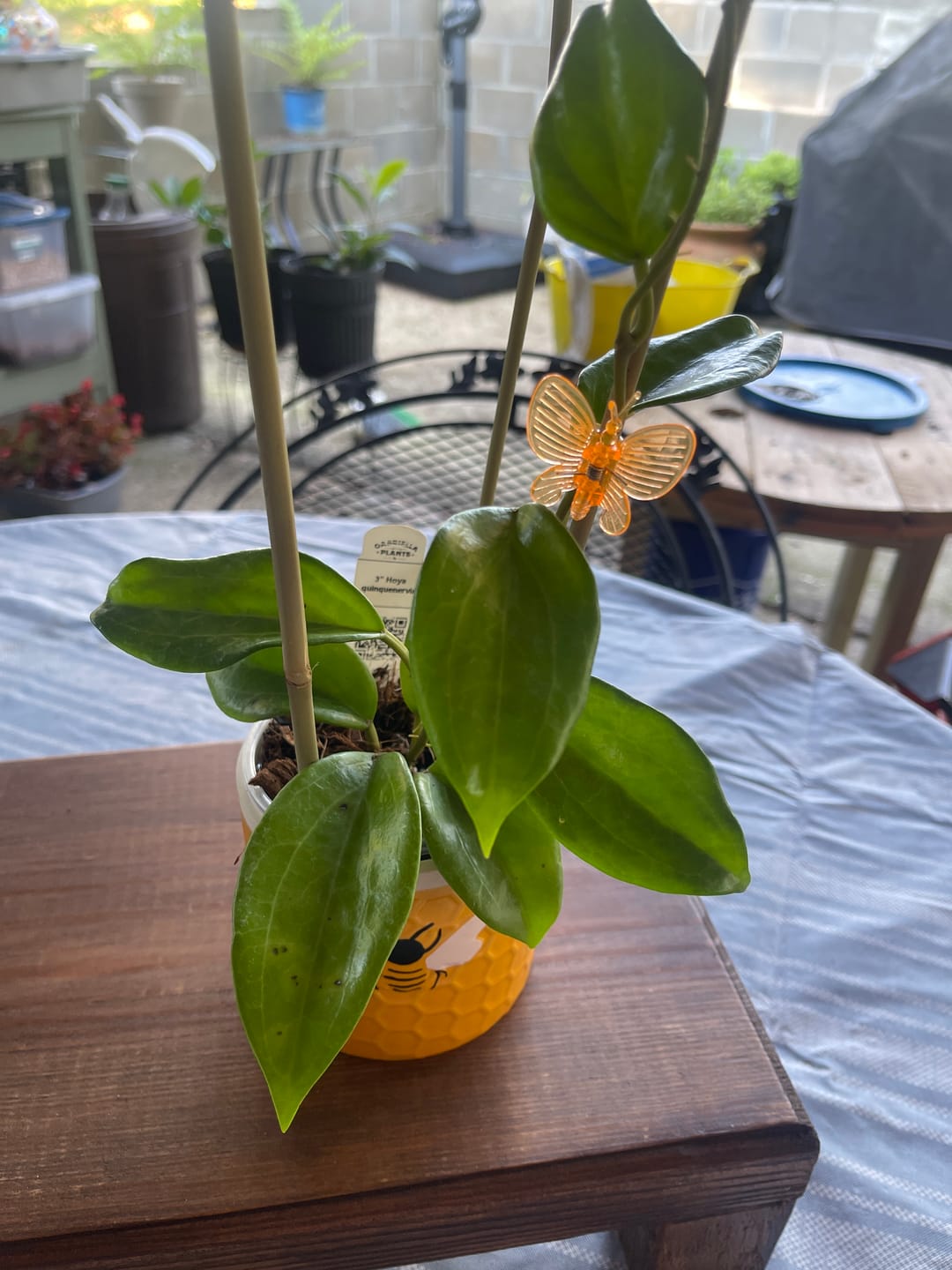 Customer photo review of Hoya quinquenervia