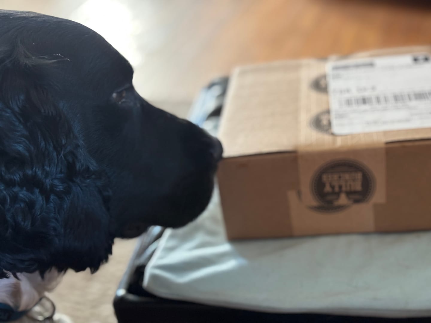 Customer photo review of Mint Himalayan Yak Chew (MEDIUM)