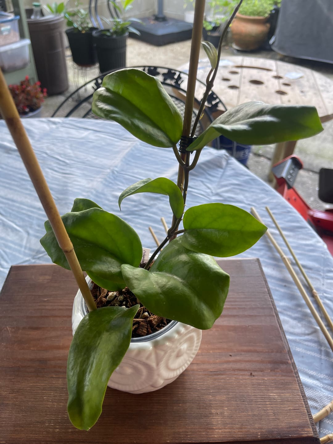 Customer photo review of Hoya surigaoensis