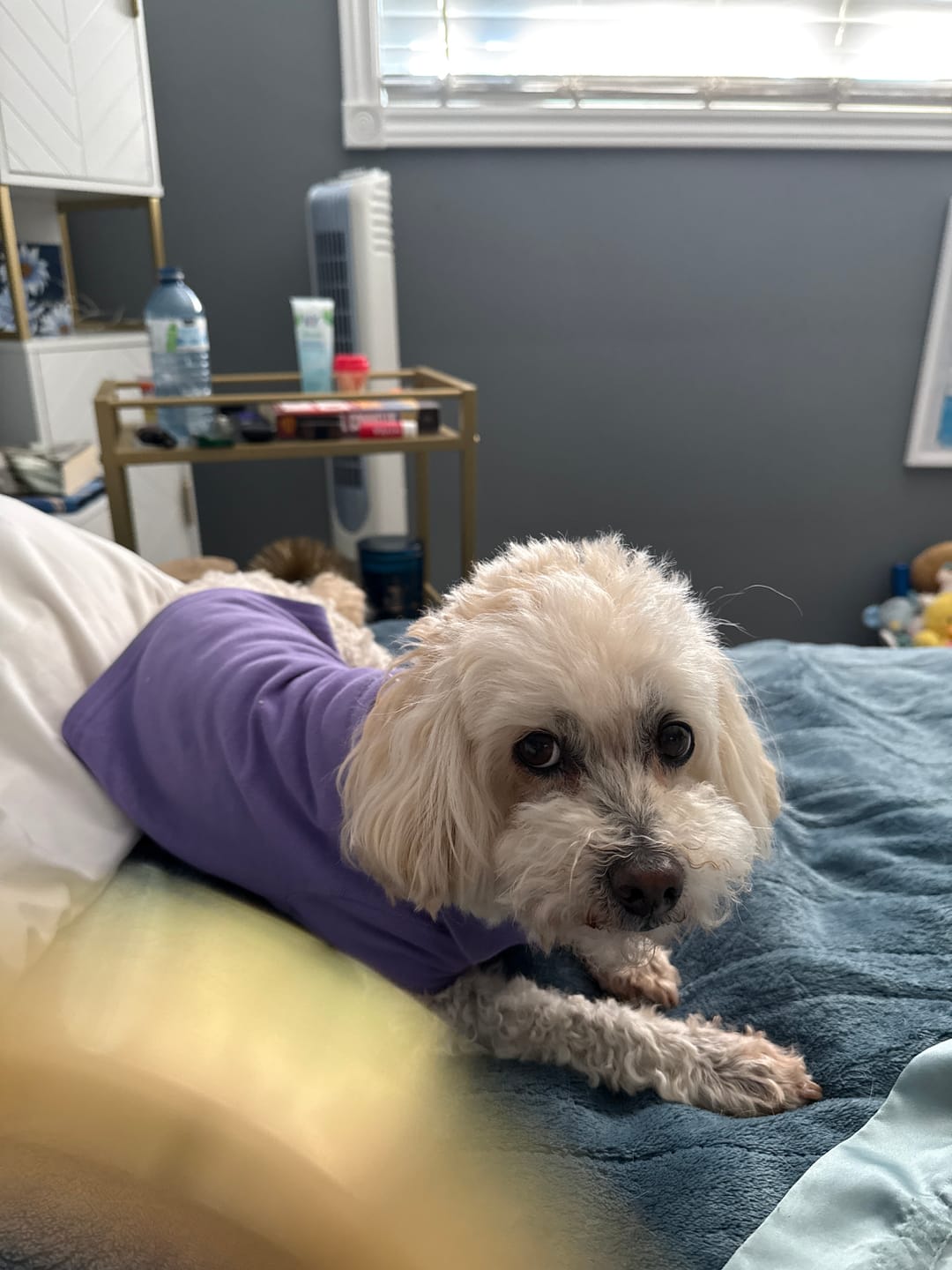 Customer photo review of Polo Ralph Lauren Cotton-Mesh Dog Polo Shirt (Fashion)
