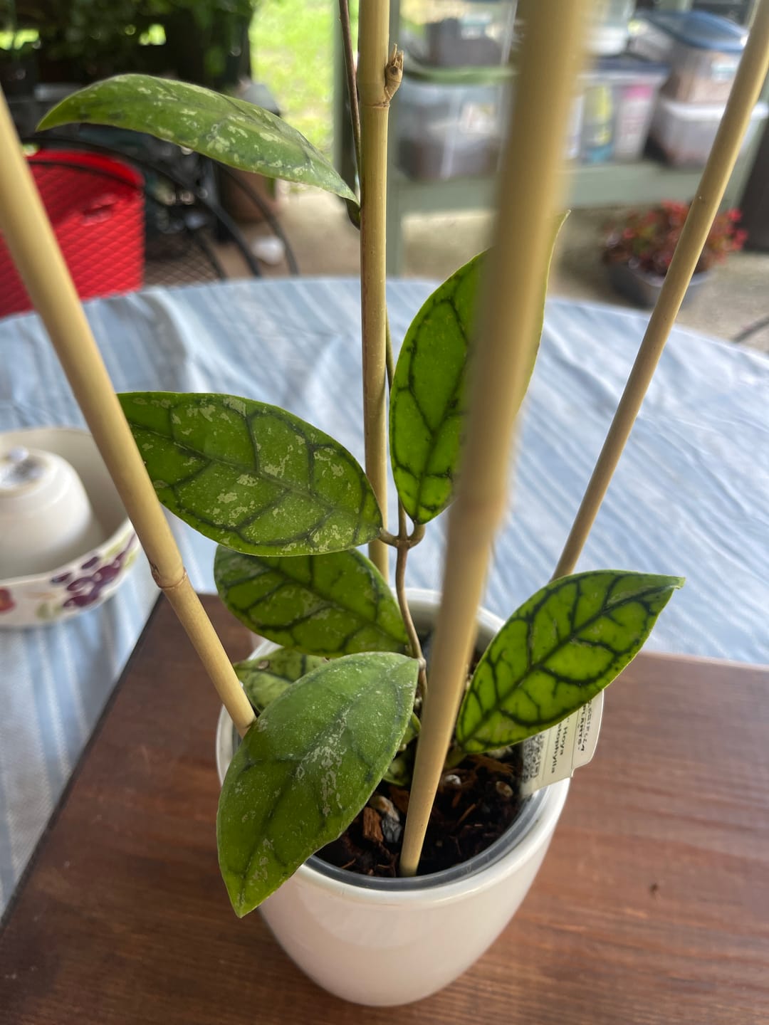 Customer photo review of Hoya callistophylla