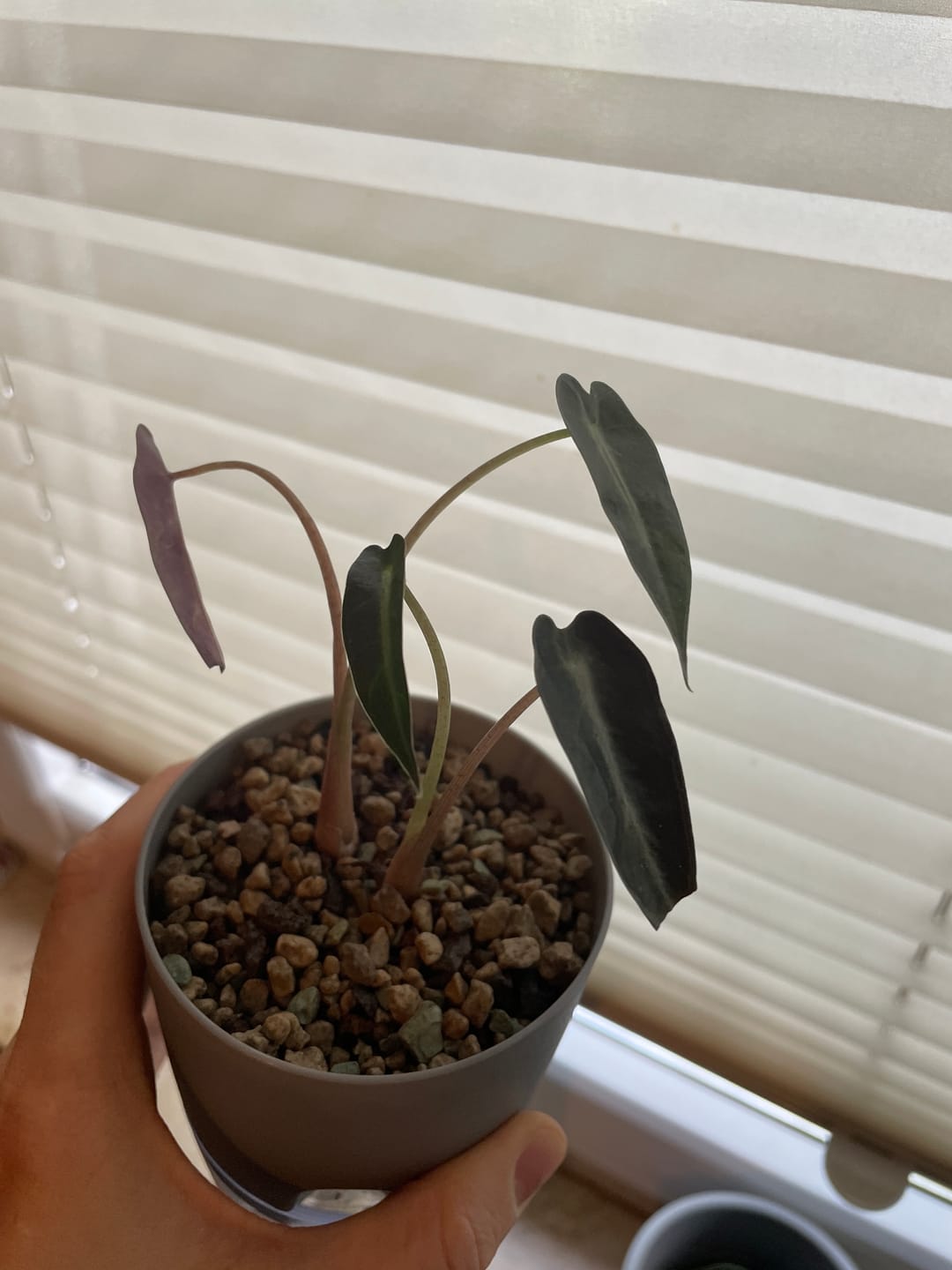 Customer photo review of ALOCASIA AMAZONICA