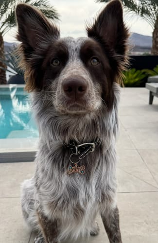 Customer photo review of Dog Tag Style 9