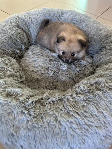Customer photo review of Cama Antiestrés para Perros