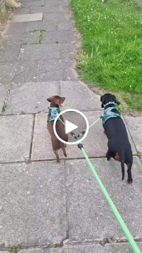 Customer video review of Disney© Tough Trails™ Harness - Jungle Book