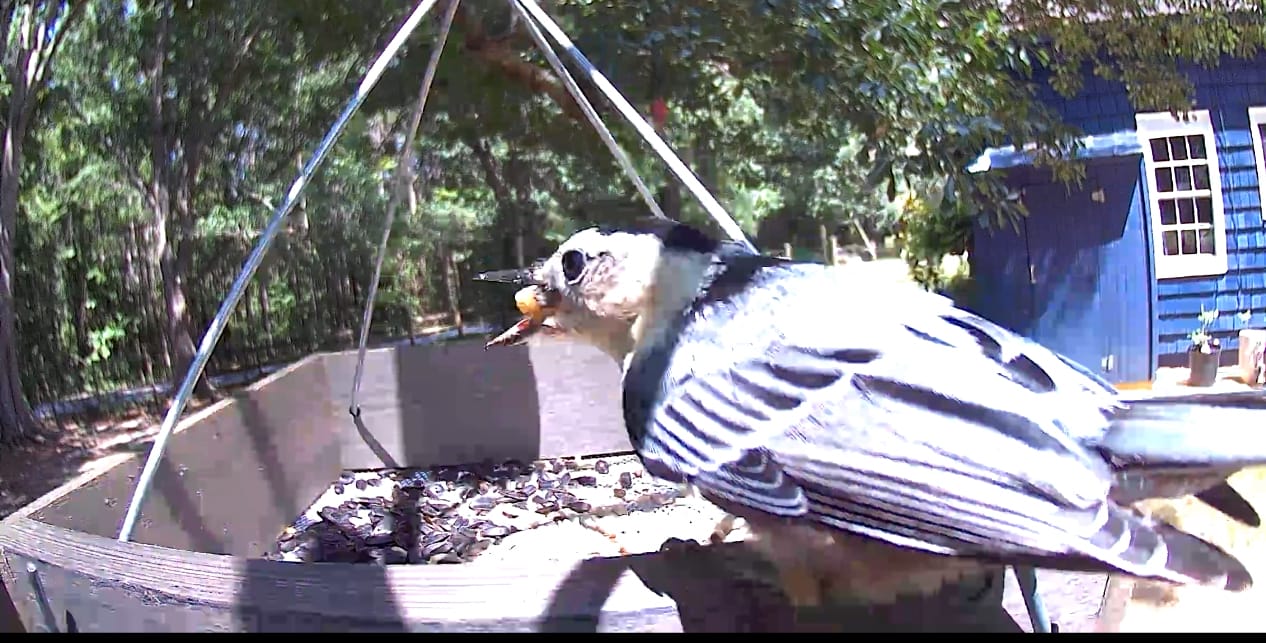 Customer photo review of Birdfy Cam - Bird Feeder Cam