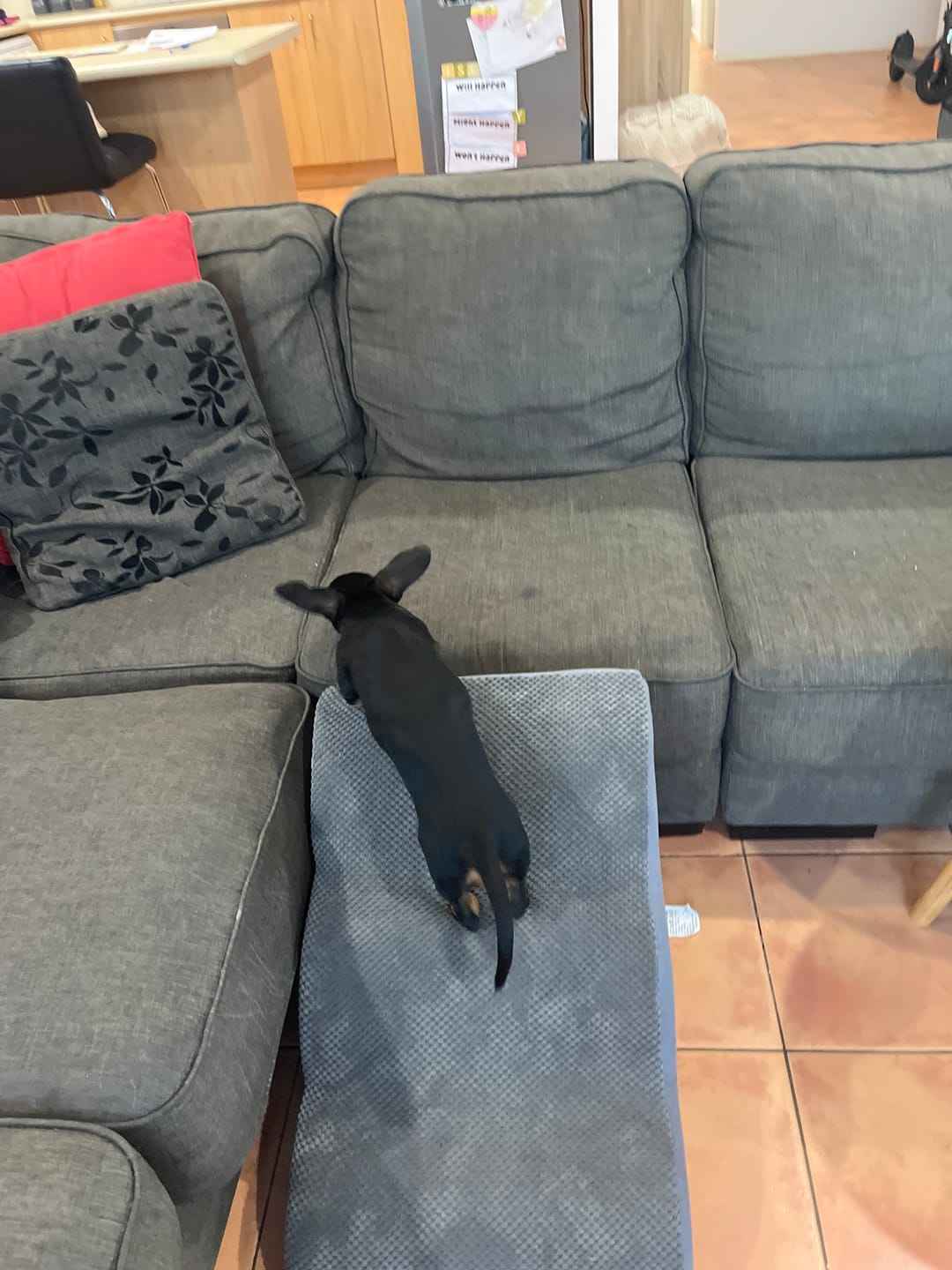Customer photo review of PaWz Soft Foam Dog Stairs – Non-Slip Dog Steps for Beds & Couches