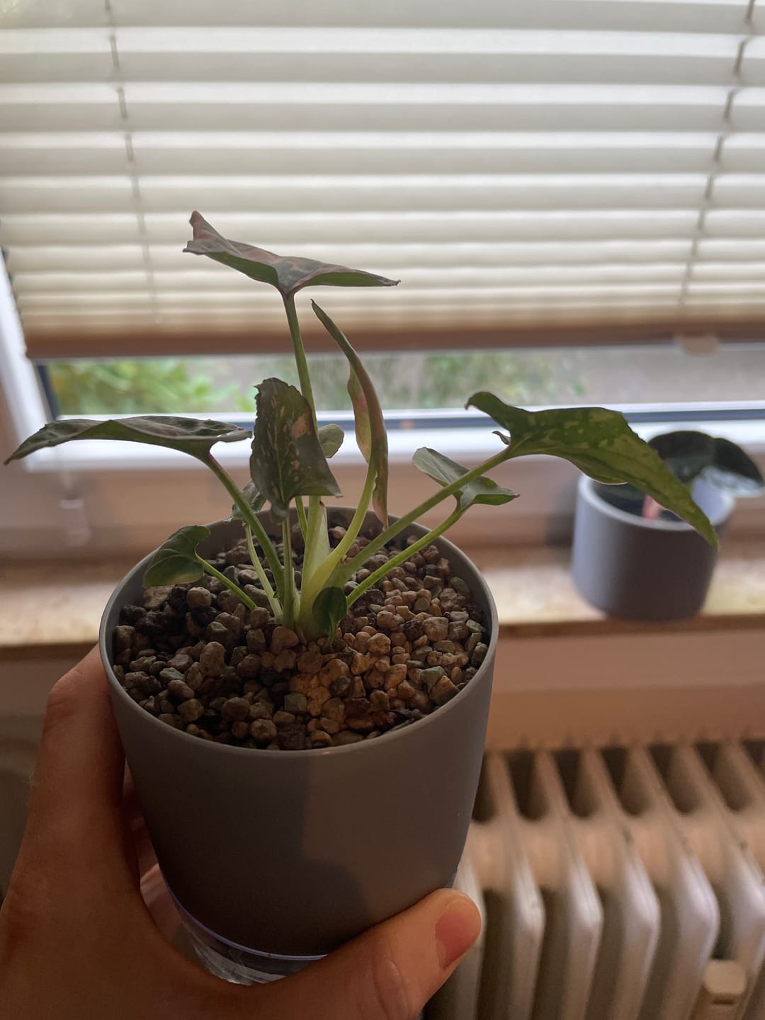 Customer photo review of SYNGONIUM PINK SPLASH