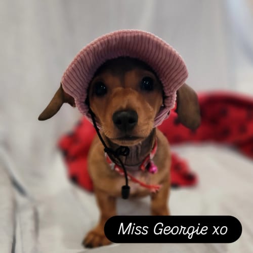 Customer photo review of DOG HATS