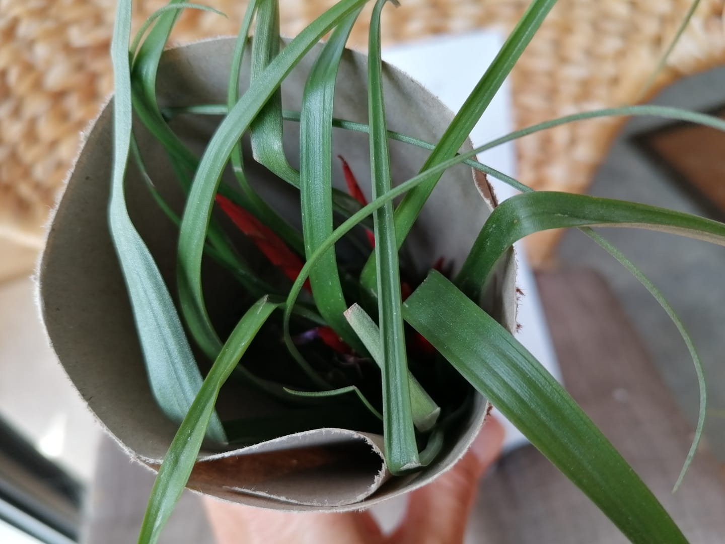 Customer photo review of Tillandsia flabellata 'L'