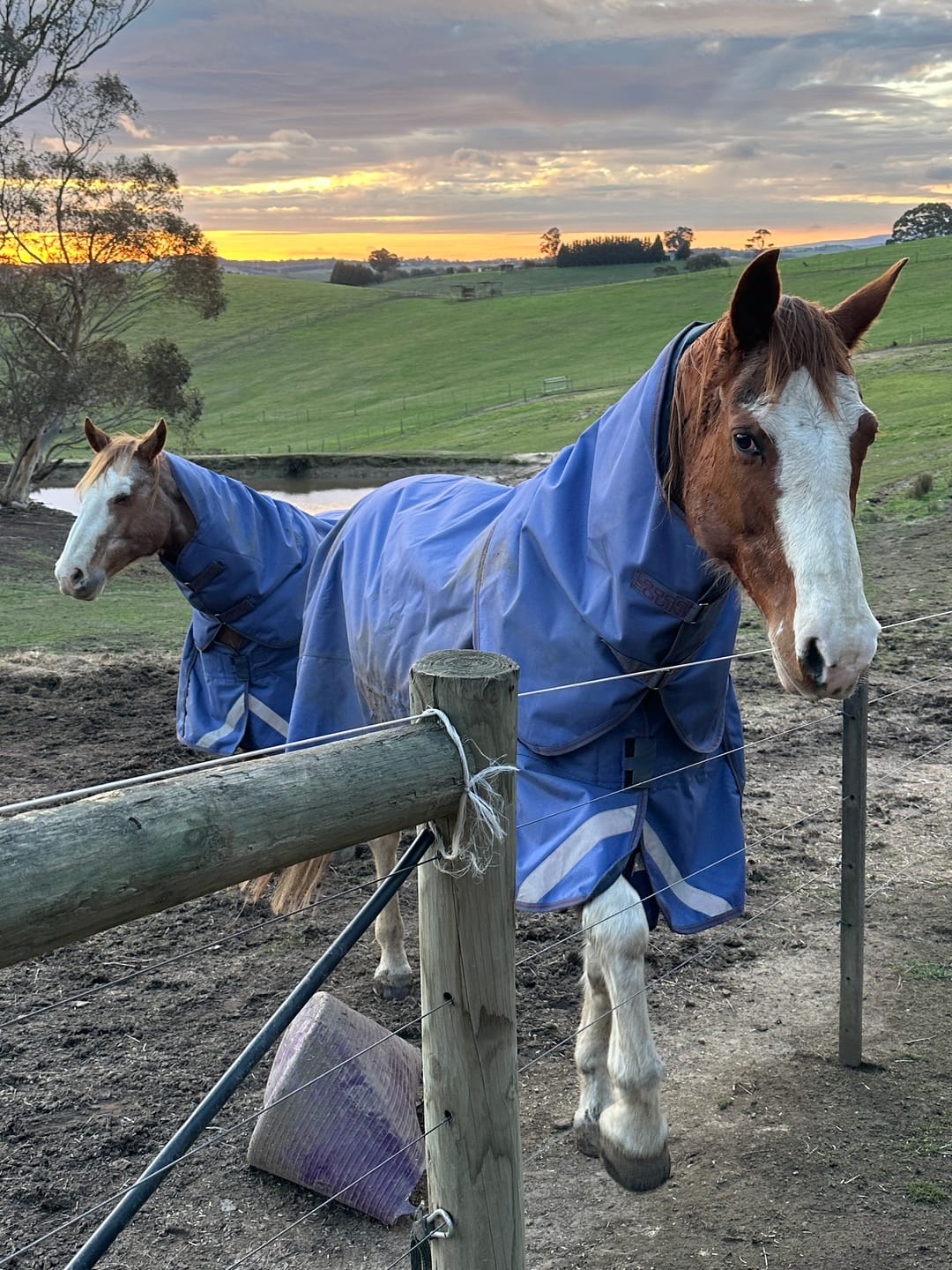 Customer photo review of LE Boxter Turnout 100g