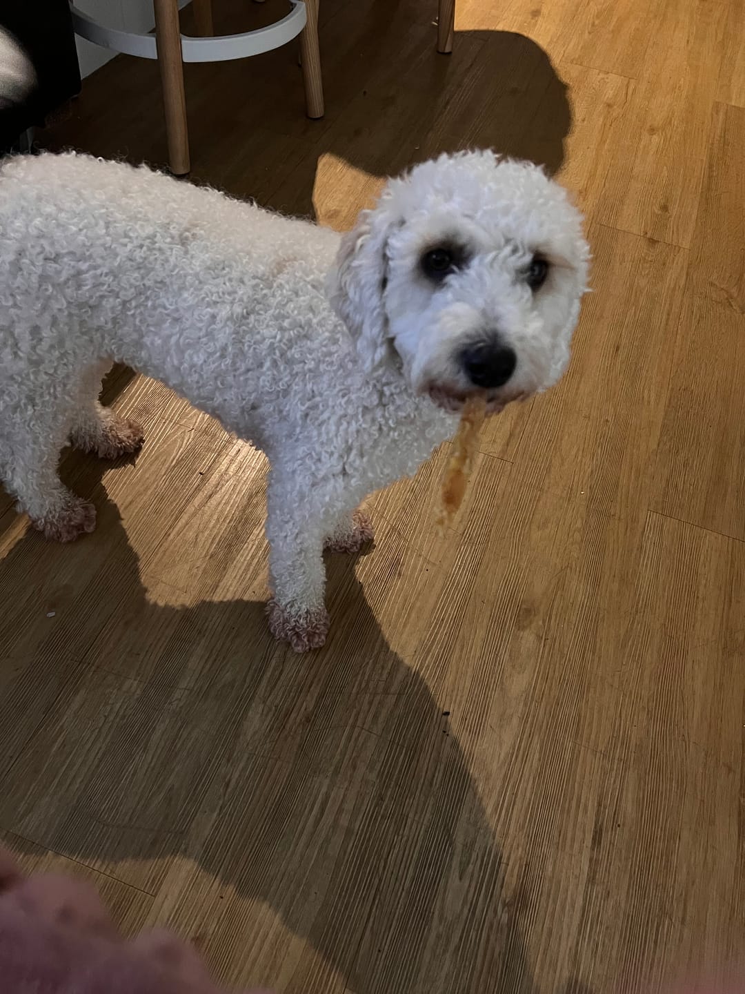 Customer photo review of Aussie Beef Tendons (Large Dogs)