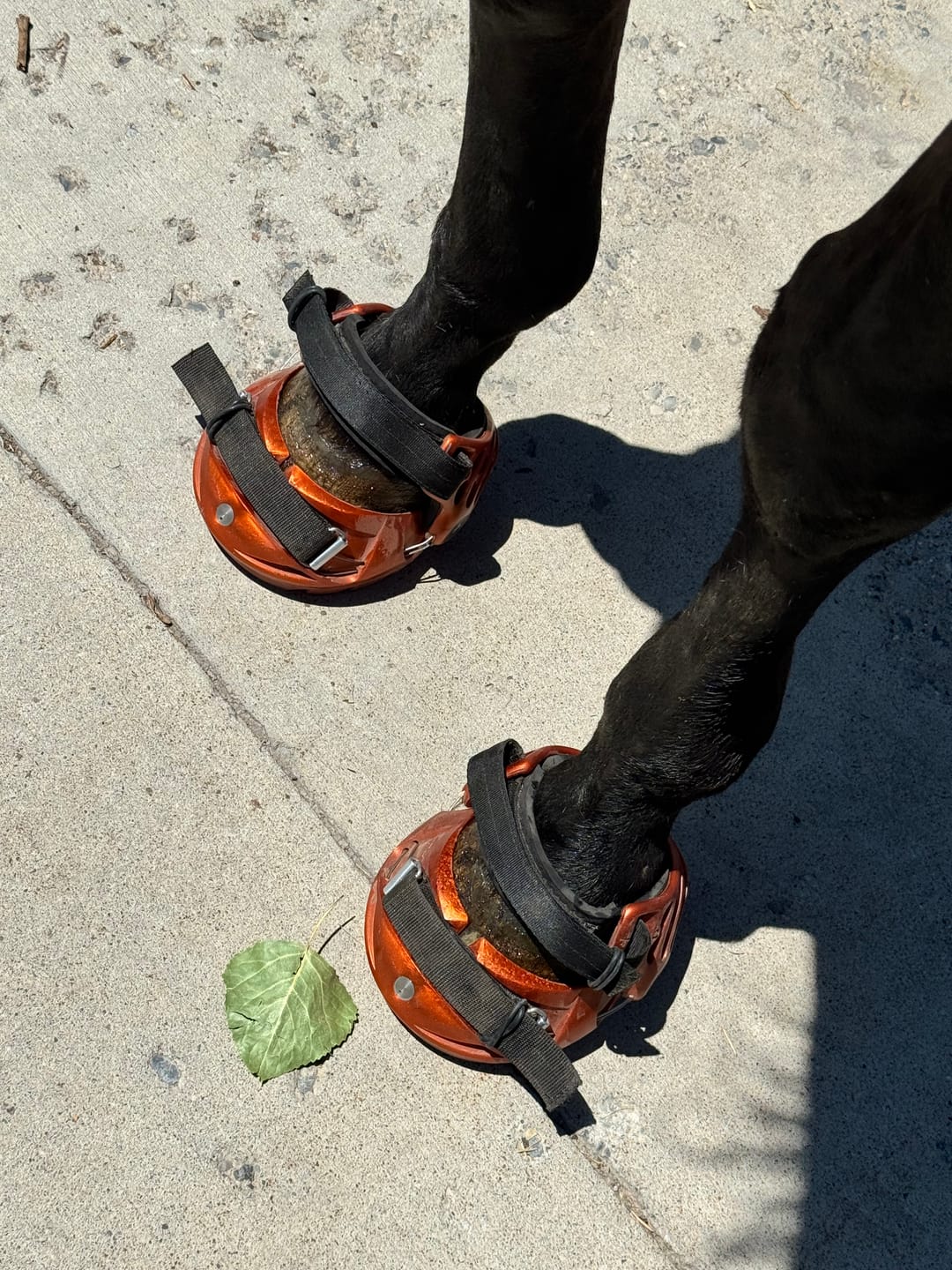 Customer photo review of Renegade® Viper Shield™ Hoof Boot Seconds - Arizona Copper