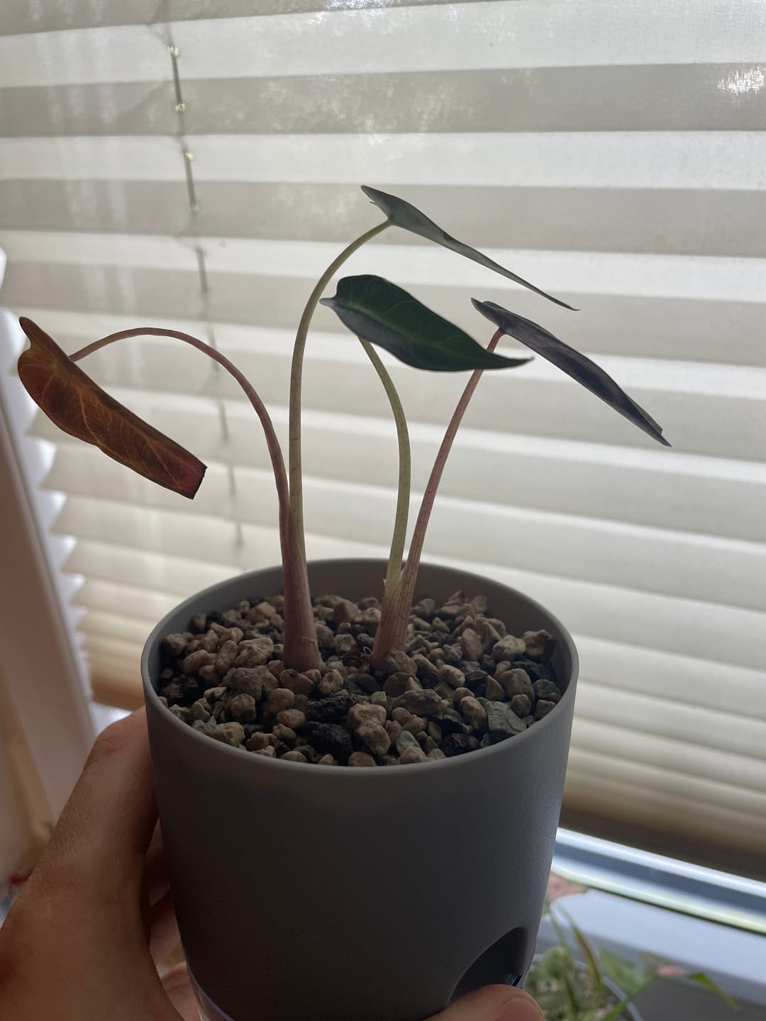 Customer photo review of ALOCASIA BAMBINO