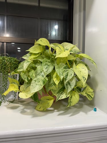 Customer photo review of Plant Food