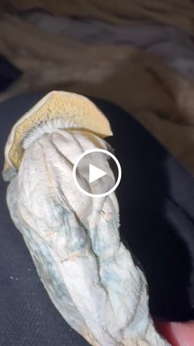 Customer video review of Non Detect Mushrooms