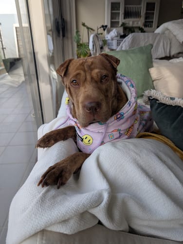 Nat M. review of Good Vibes Dog Hoodie - Purple image 1 out of 4