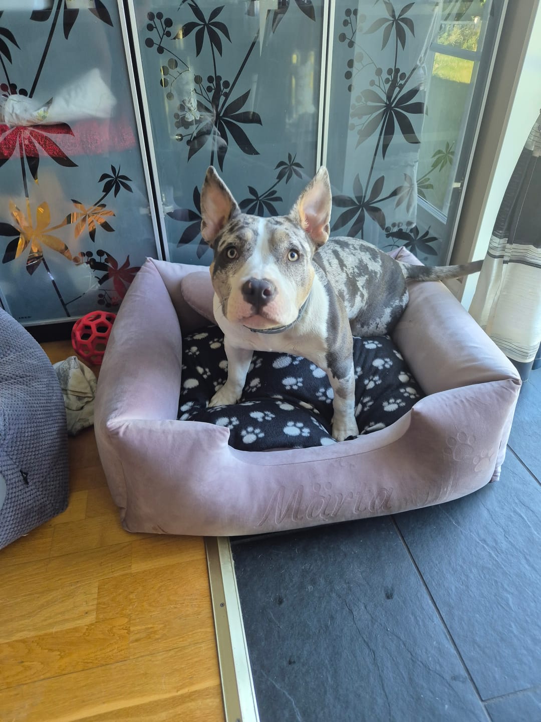 Customer photo review of Velvet Ljuslila - Hundbädd med namn