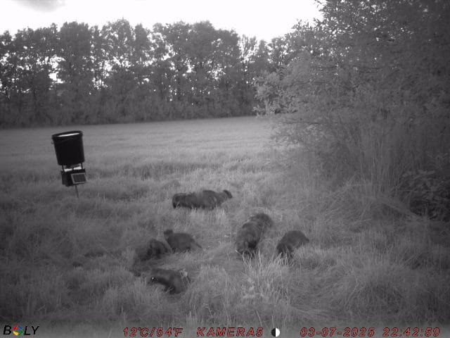 Customer photo review of Coonfeeder