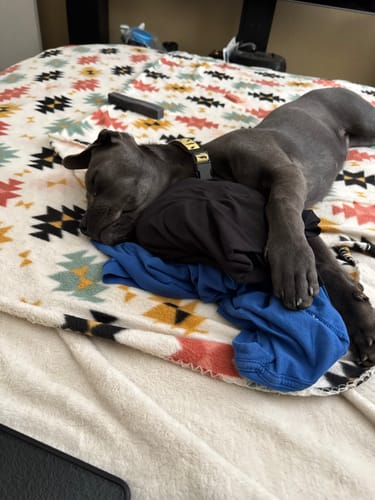 Customer photo review of 4-Stick Yak Chew Pack – Mint, Banana, Strawberry & Pumpkin