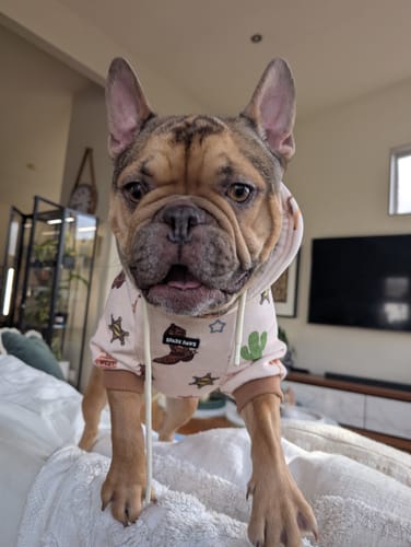 Customer photo review of Rodeo Dog Hoodie