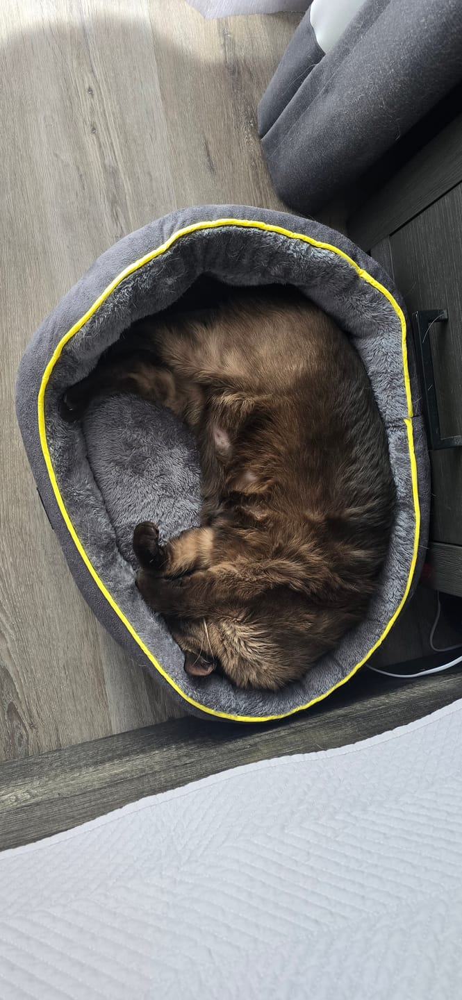 Customer photo review of PaWz Electric Pet Heater Bed Thermal Protection