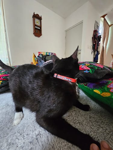 Customer photo review of Placa: Liso