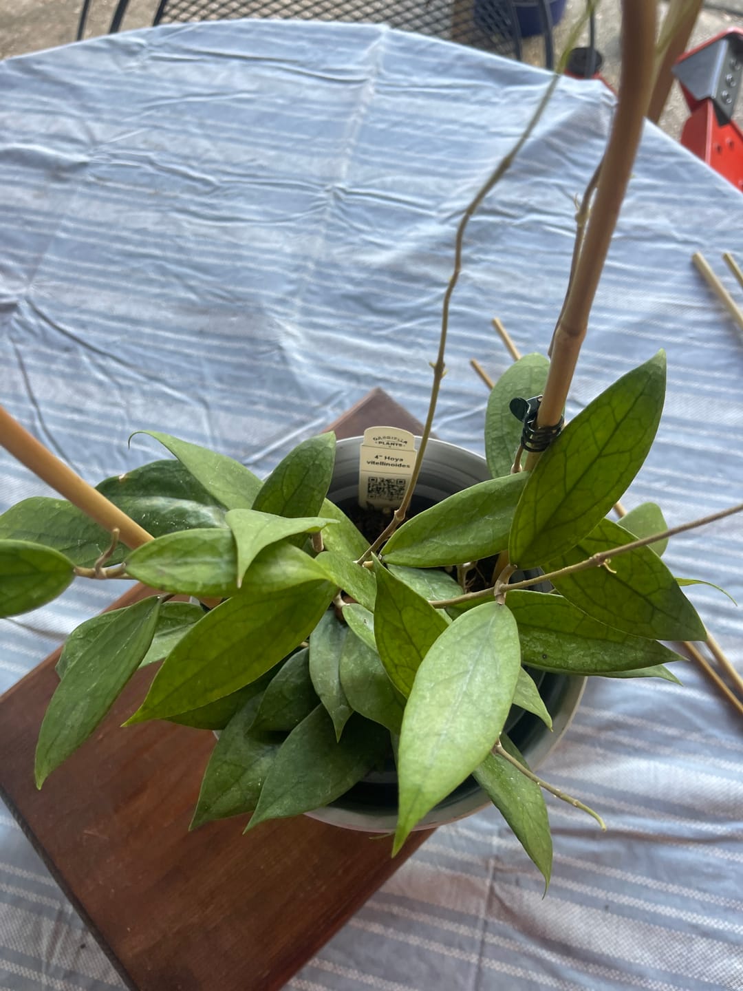 Customer photo review of Hoya vitellinoides