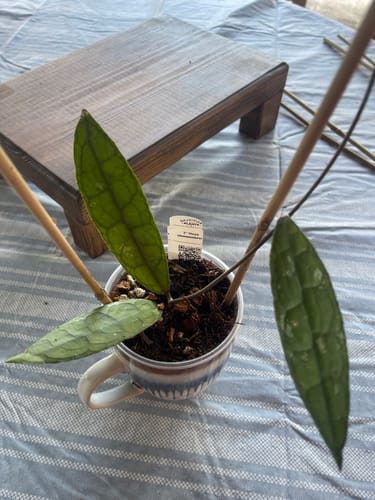 Customer photo review of Hoya clemensiorum