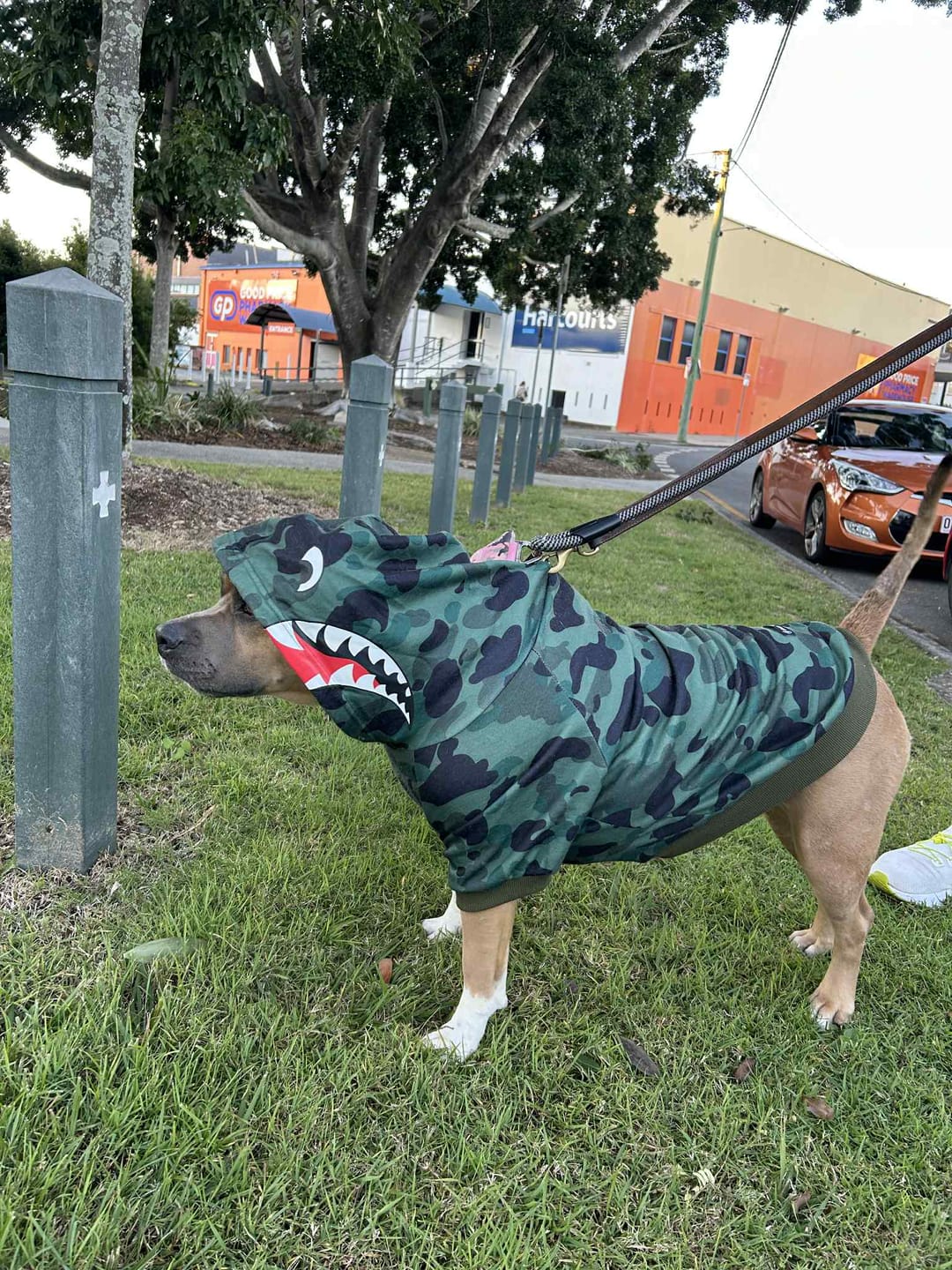 Customer photo review of Shark Monster Dog Hoodie - Green Camo