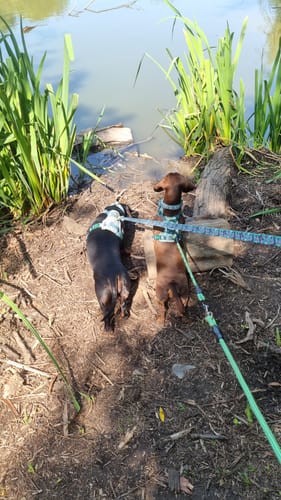 Customer photo review of Disney© Collar - Jungle Book