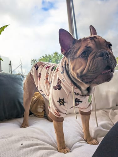 Customer photo review of Rodeo Dog Hoodie