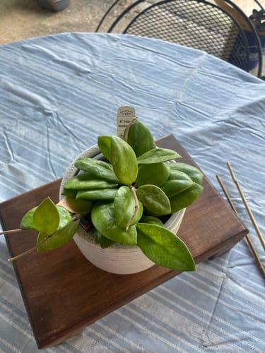 Customer photo review of Hoya motoskei