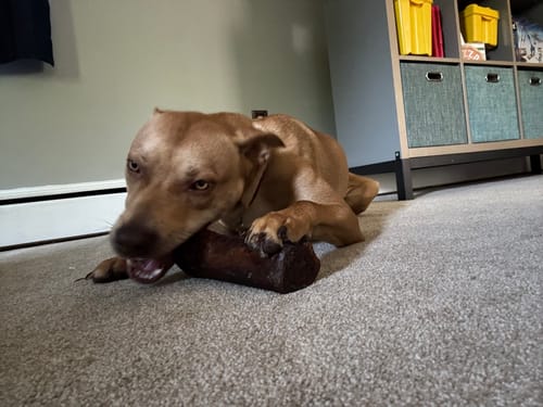 Customer photo review of Smoked Beef Marrow Bone