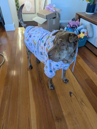 Nat M. review of Good Vibes Dog Hoodie - Purple image 2 out of 4