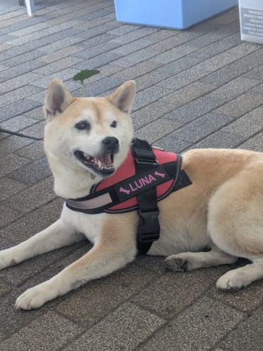 Customer photo review of FunFunPet 高機能ハーネス（お名前タグ作成サービス付き）