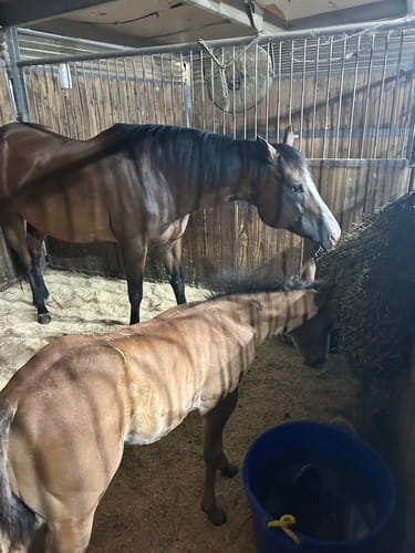 Customer photo review of Hay Chix® Quarter Bale Net