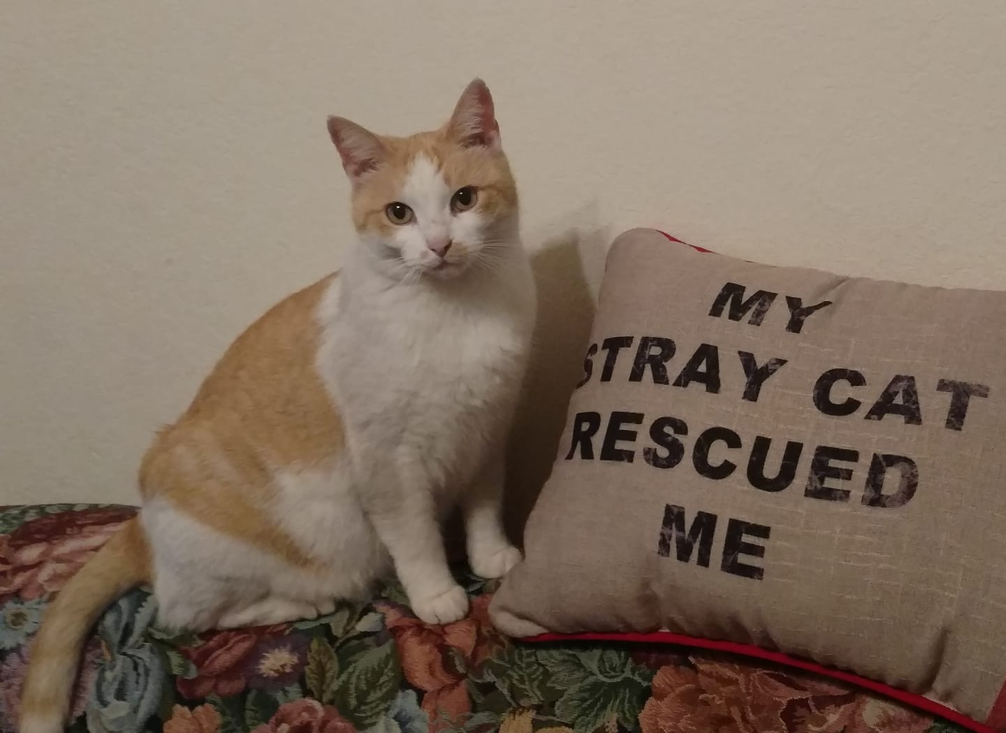 Customer photo review of Dog & Cat Ear Infection & Itch Relief Remedy