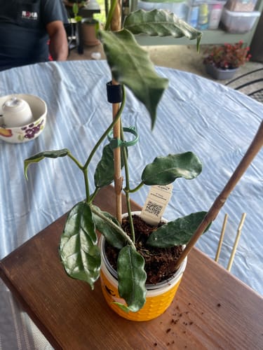 Customer photo review of Hoya globulosa/villosa
