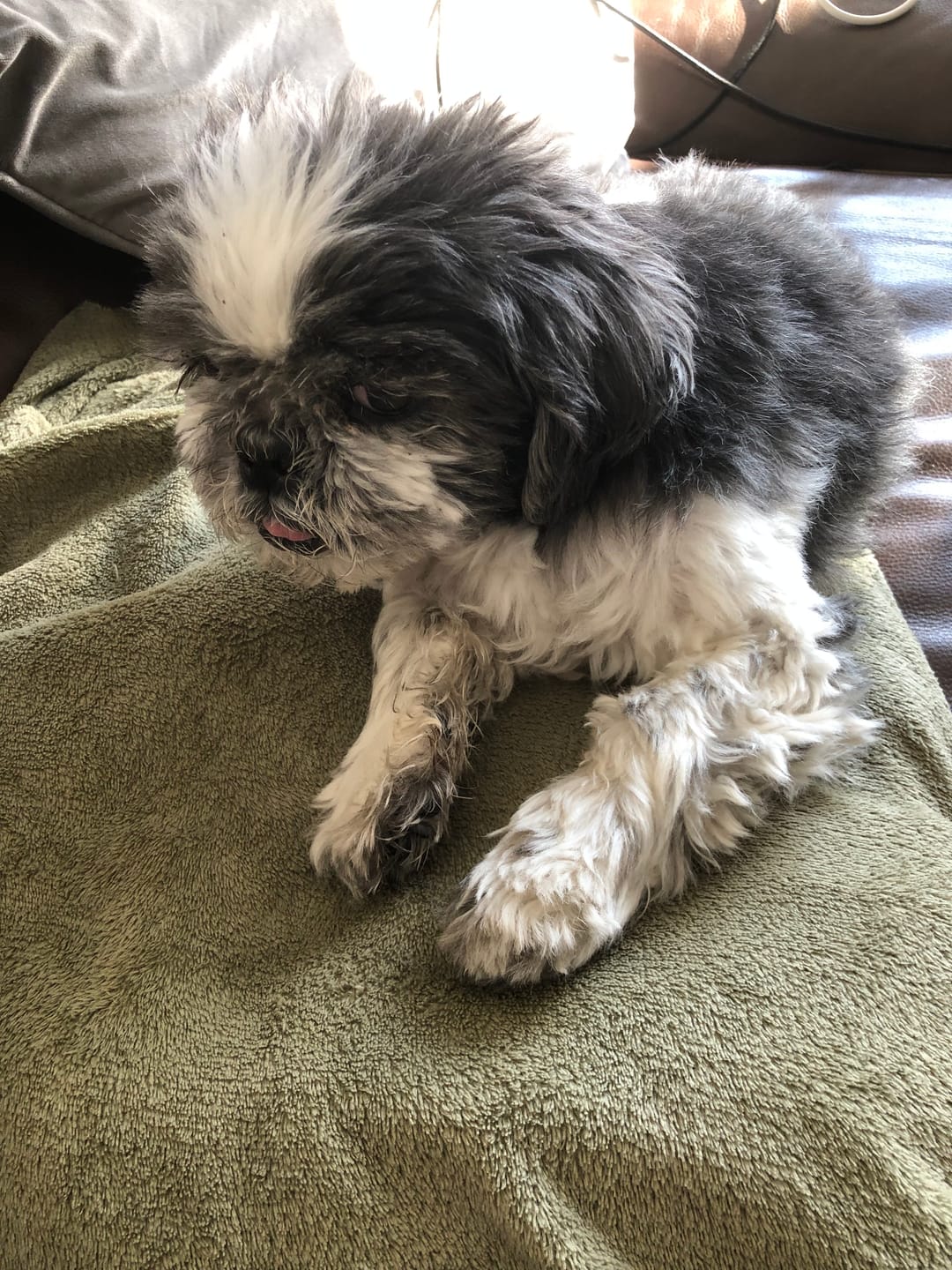 Customer photo review of Total Urinary Care Supplement For Dogs
