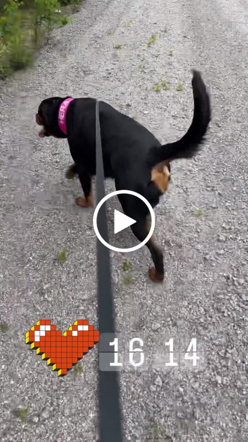 Customer video review of Hundhalsband med namn